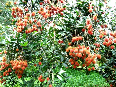 Rambutan season in southern province